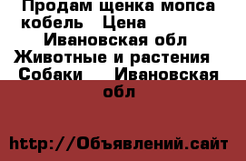 Продам щенка мопса кобель › Цена ­ 15 000 - Ивановская обл. Животные и растения » Собаки   . Ивановская обл.